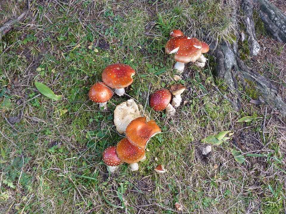 In the autumn forest mushrooms