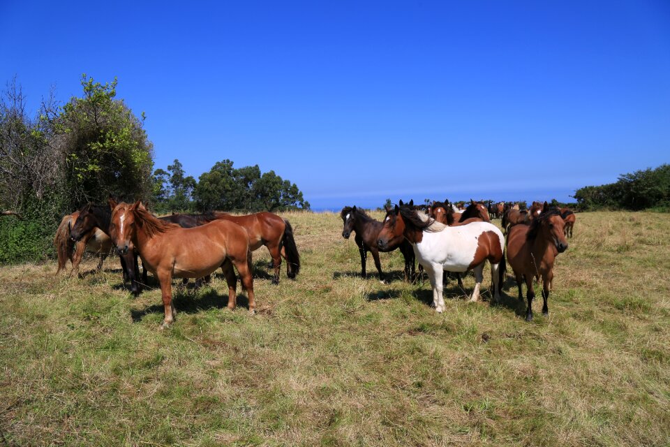 Field pastures livestock