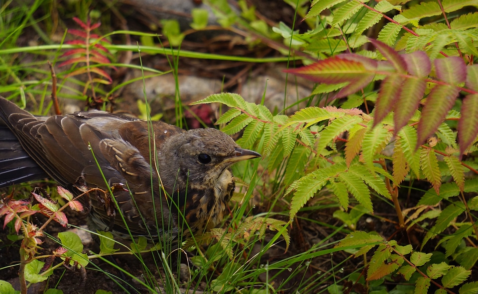 Camouflages young frightened