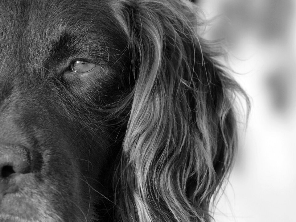 Hound black and white doggie