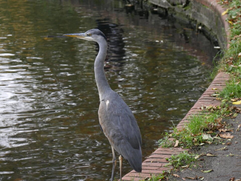 Animal world heron lake