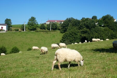 Field macaye atlantic pyrenees