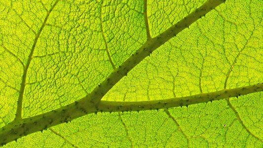 Structure pattern veins photo