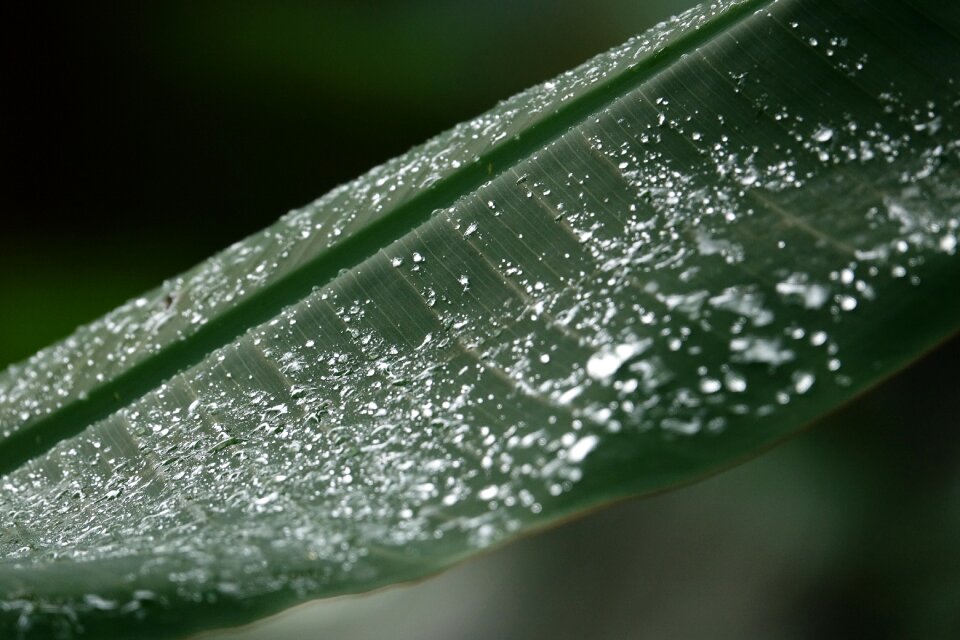 Rain water nature