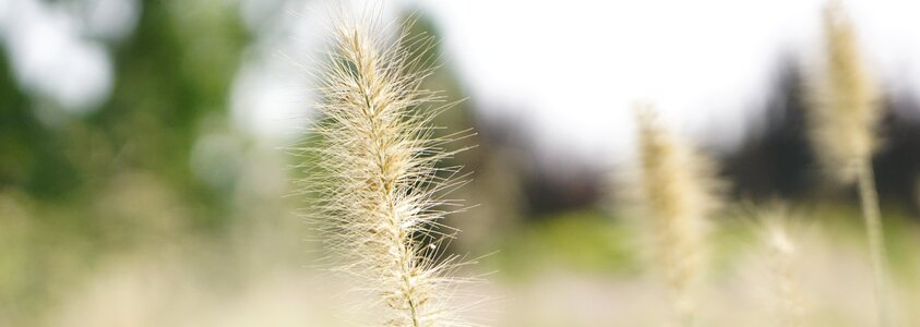Nature fluff the dog's tail grass