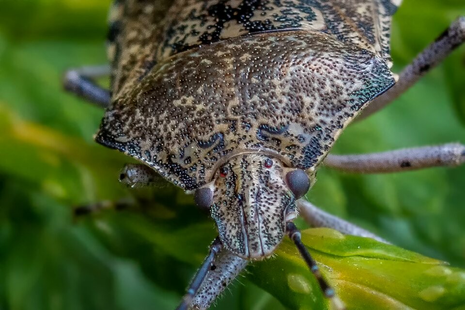 Insect bug macro