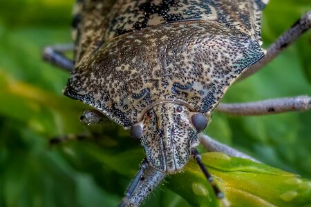 Insect bug macro