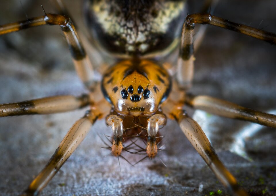 Arachnids arthropod portrait