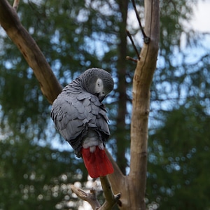 The parrot bird pet photo