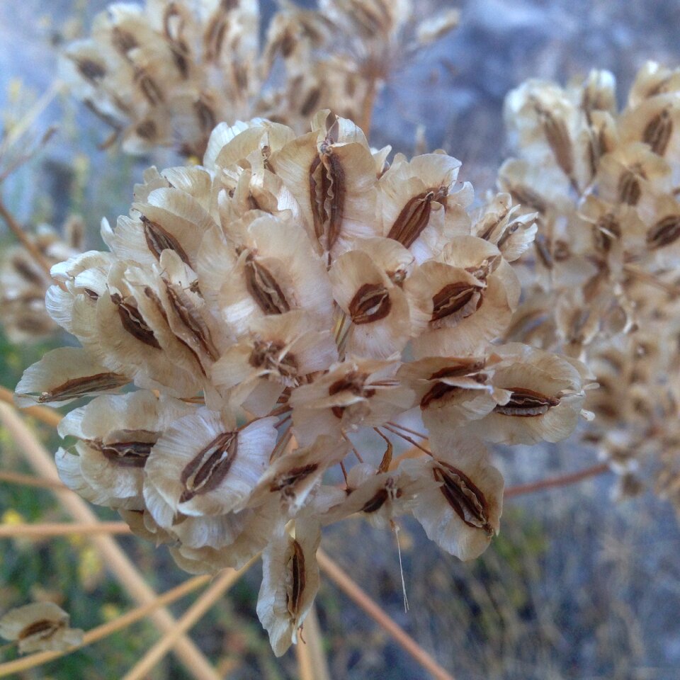 Plant outdoors approach