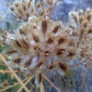 Plant outdoors approach