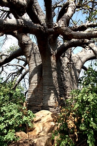Baobab tree africa