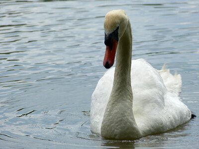 Waters lake bird