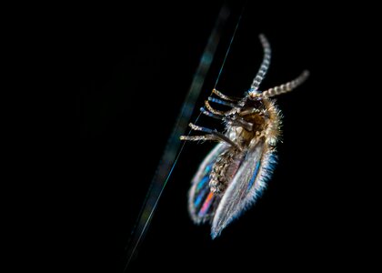 Spider web babusnica macro photo