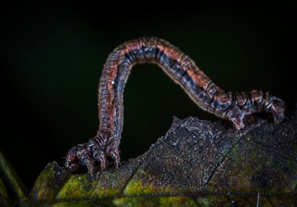 Nature insect side view