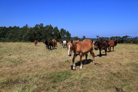 Field pastures livestock