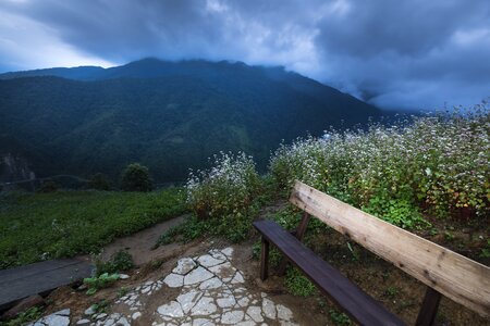 Buckwheat flower clouds - sky color images