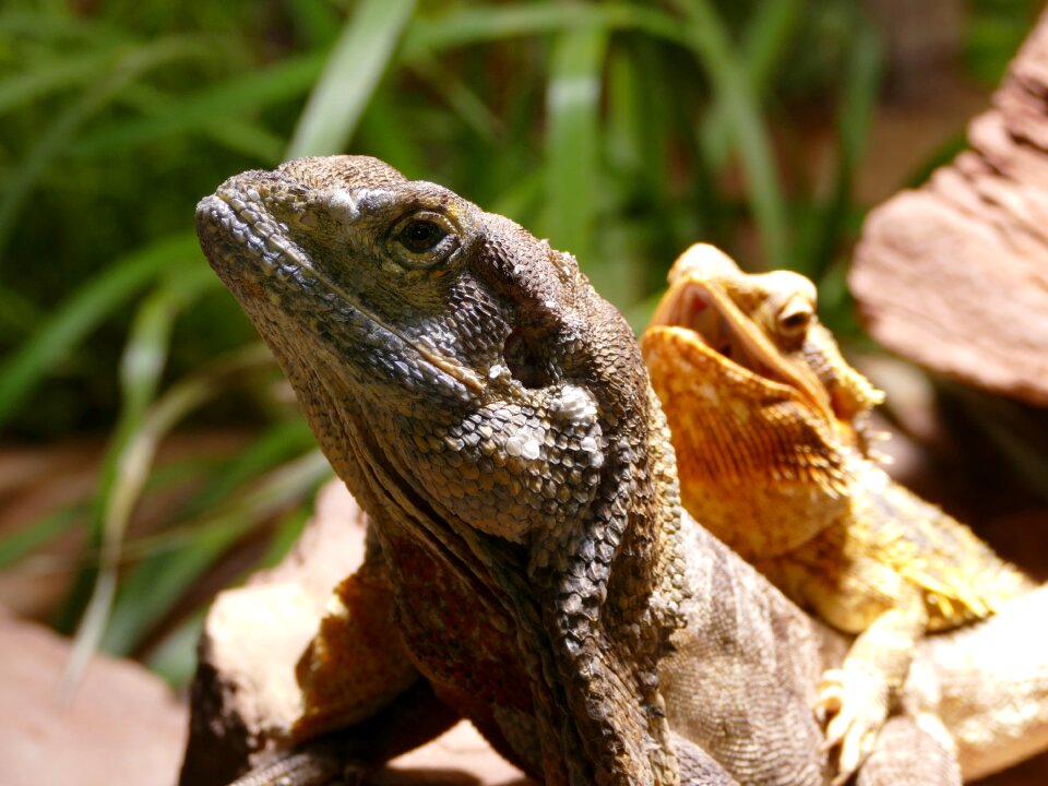 Animal world animal iguana