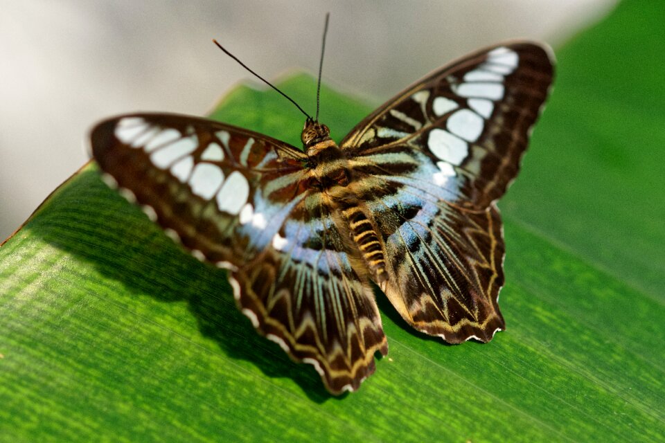 Nature wing animal