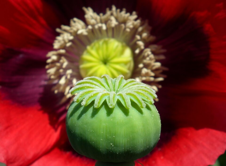 Plant nature red