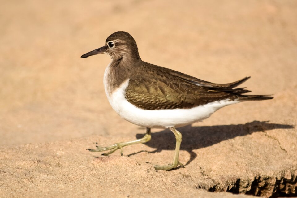 Nature beach animal