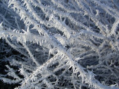 Snow frozen frosty