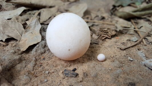 White egg turtoise turtle