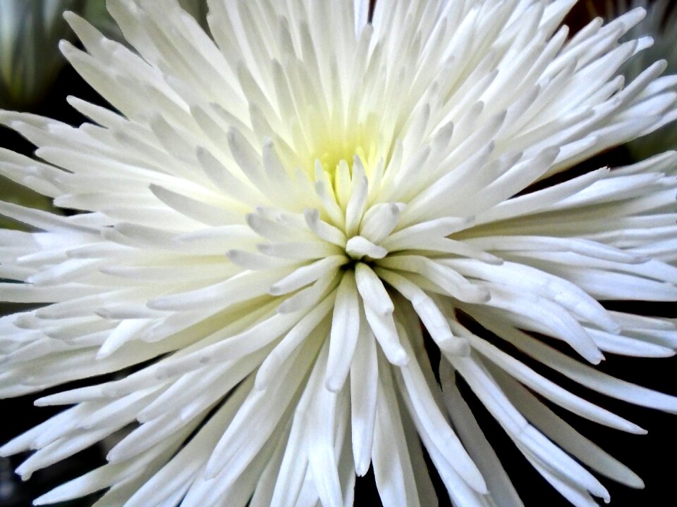 Nature flora mum