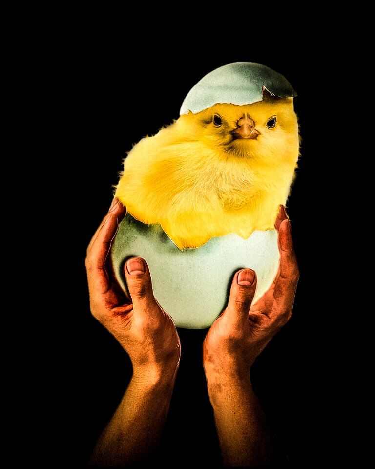 Chick hands