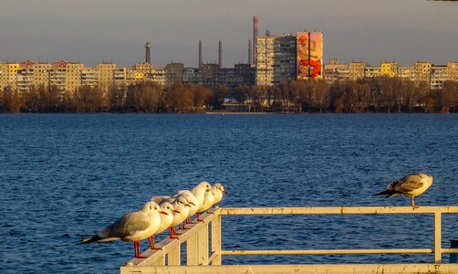 Bird megalopolis city sky