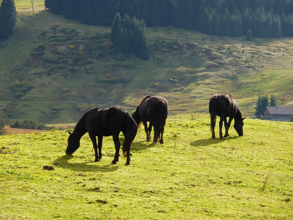 Animal ride nature