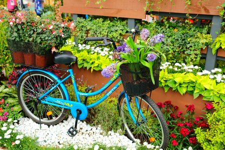 Flora bike
