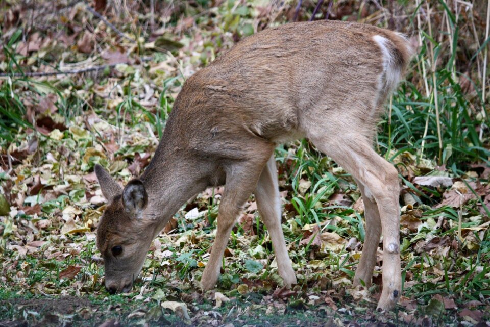 Animal nature