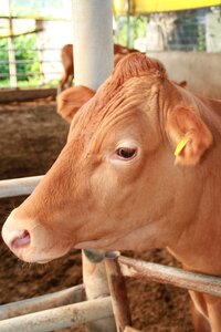 Ranch boss taurus animal