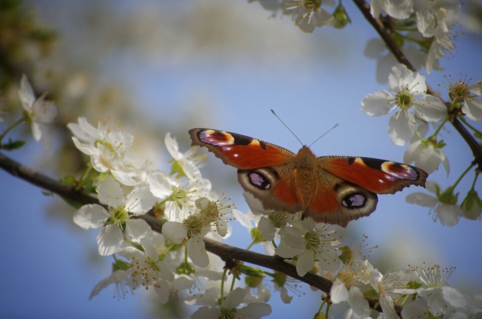 Nature tree peacock