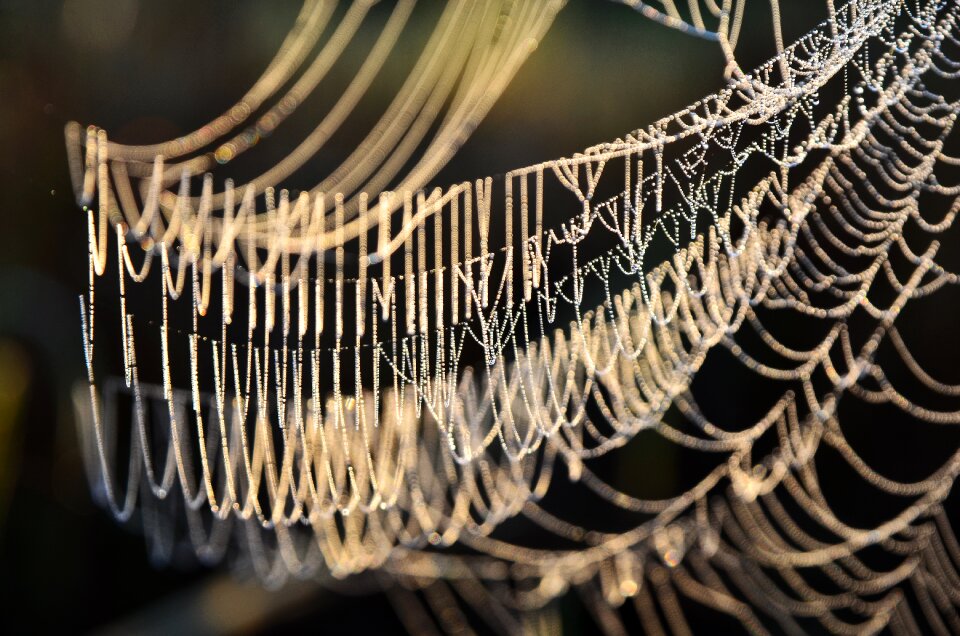 Sunlight nature the spider
