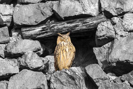 Outdoor owl animals