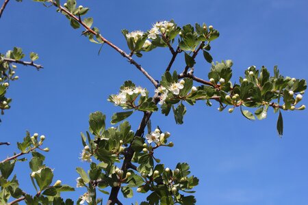 Flora sky hawthorn