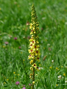 Mullein verbascum flower