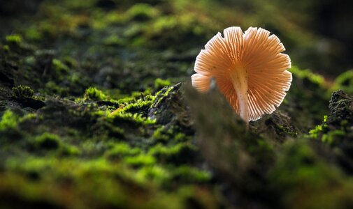 Mushroom wood outdoors