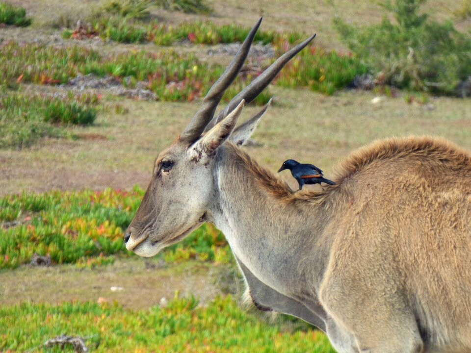 Grass animal wild