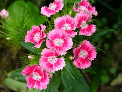 Flowers flowering garden photo