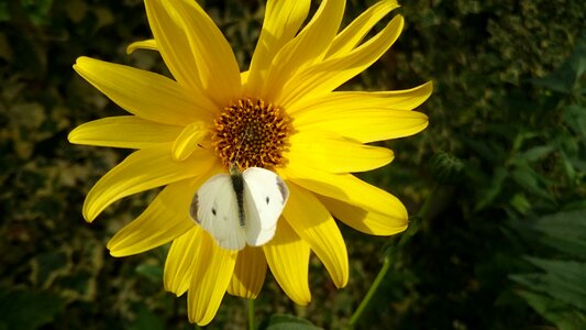Flower no person petal
