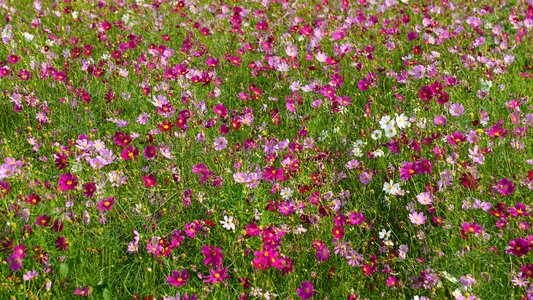 Summer garden gesanghua