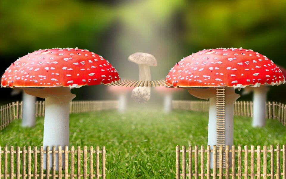 Magic religion mushrooms