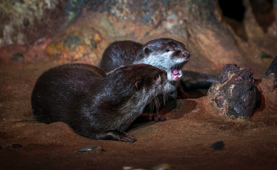 Nature otter yawns
