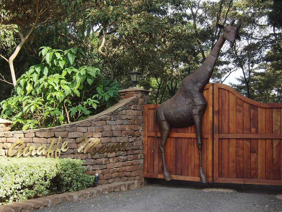 Animal african wild