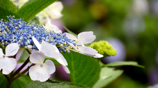 Leaf summer hydrangea