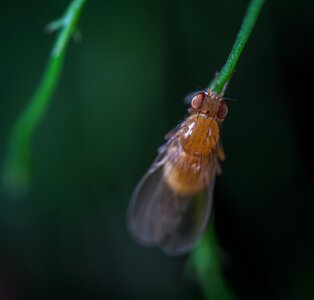 Fly stem macro