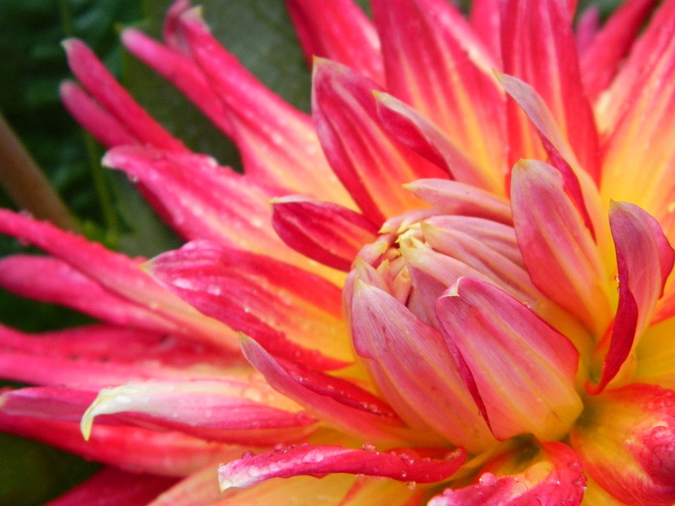 Summer nature summer flowers